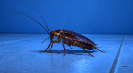 A Cockroach and a Plan for Two (Part 1) – Mad Chaos: November 13, 1998