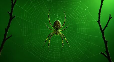 A Spider Web Waiting for Keith (Part 5) – Mad Chaos: January 18, 1999