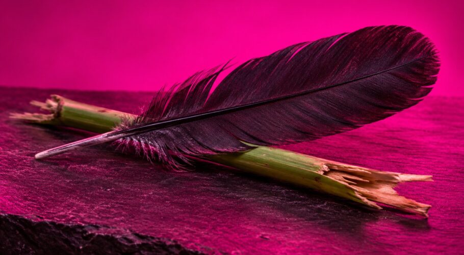 Black feather lying across a snapped reed
