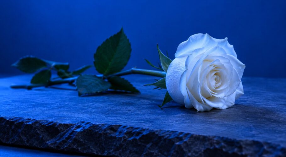 A white rose lying on a slab of grey slate