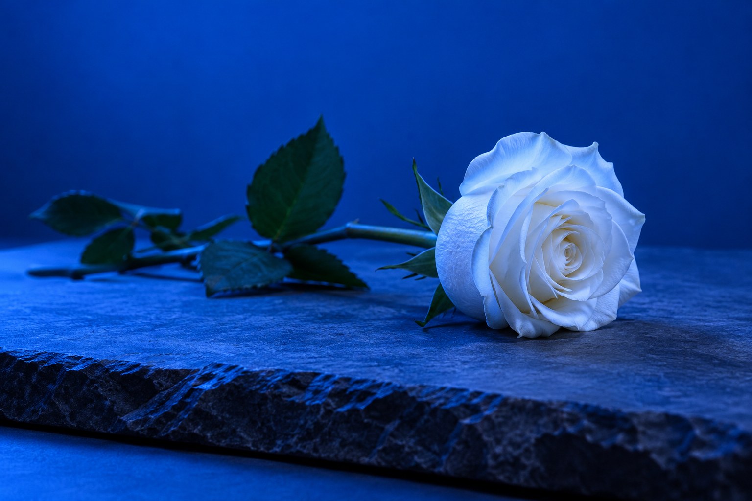 A white rose lying on a slab of grey slate